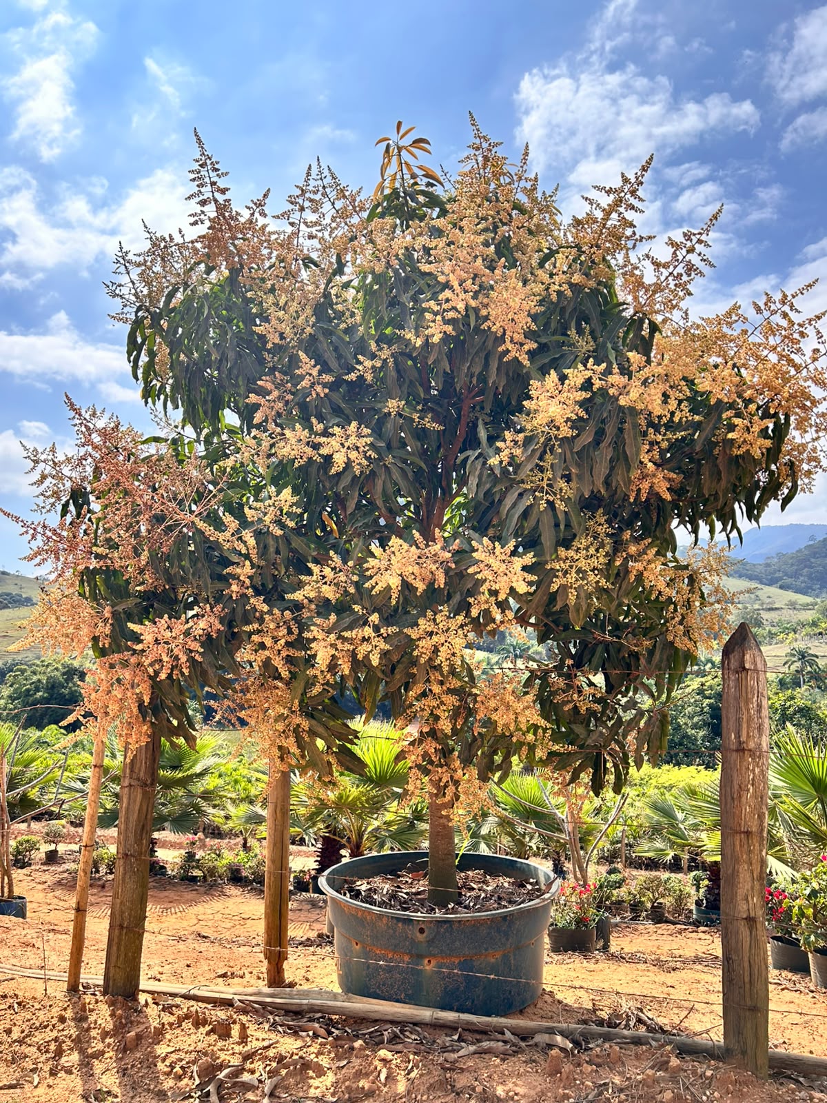 Frutíferas