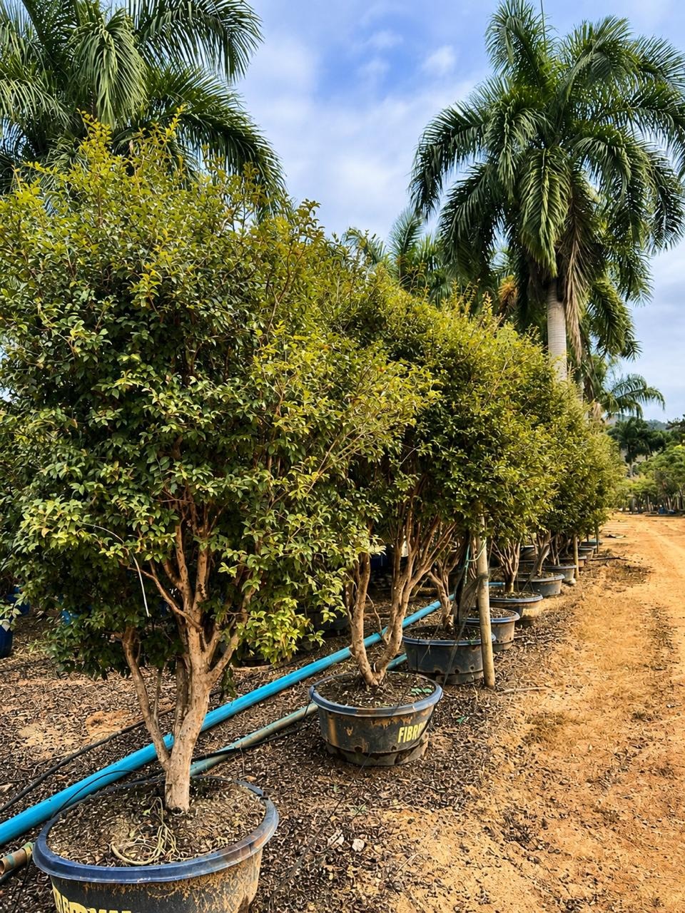 Jabuticabeiras