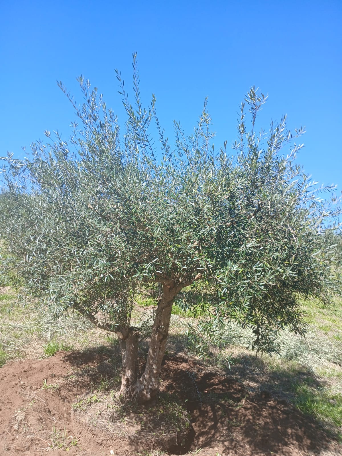 Oliveiras