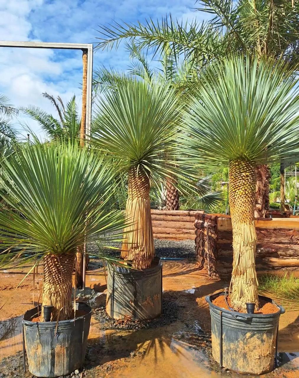 Plantas ornamentais