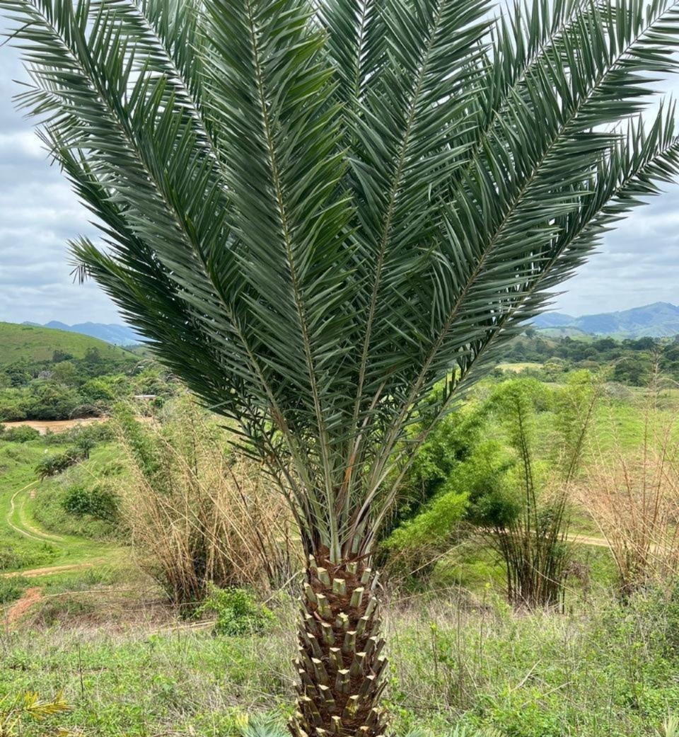 Viveiro — palmeira